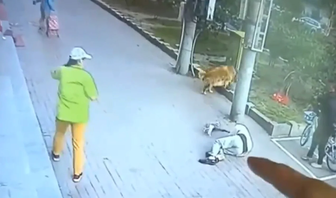 
    Bărbatul s-a prăbușit ca secerat după ce mâța i-a picat din senin în cap  