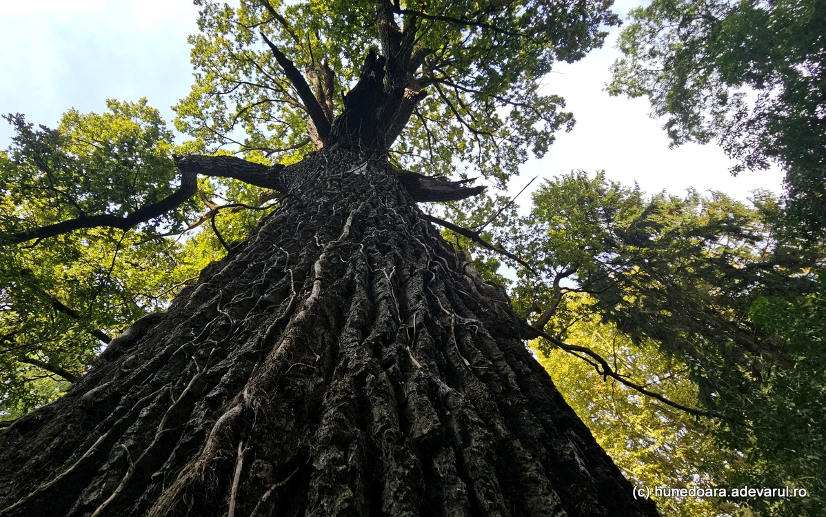 Arborii ating dimensiuni mari în Parcul dendrologic Simeria. Foto: Daniel Guță