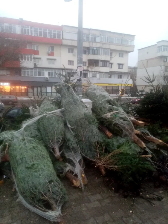 calarasi brazi de Craciun la piata FOTO I.S.