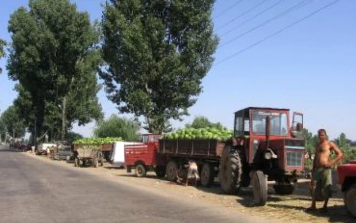 Lubeniţarii din Dăbuleni îşi păzesc marfa de frica hoţilor