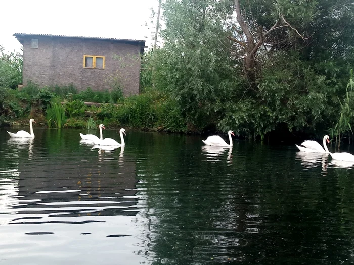 Mai multe lebede moarte au fost găsite in Delta Dunării