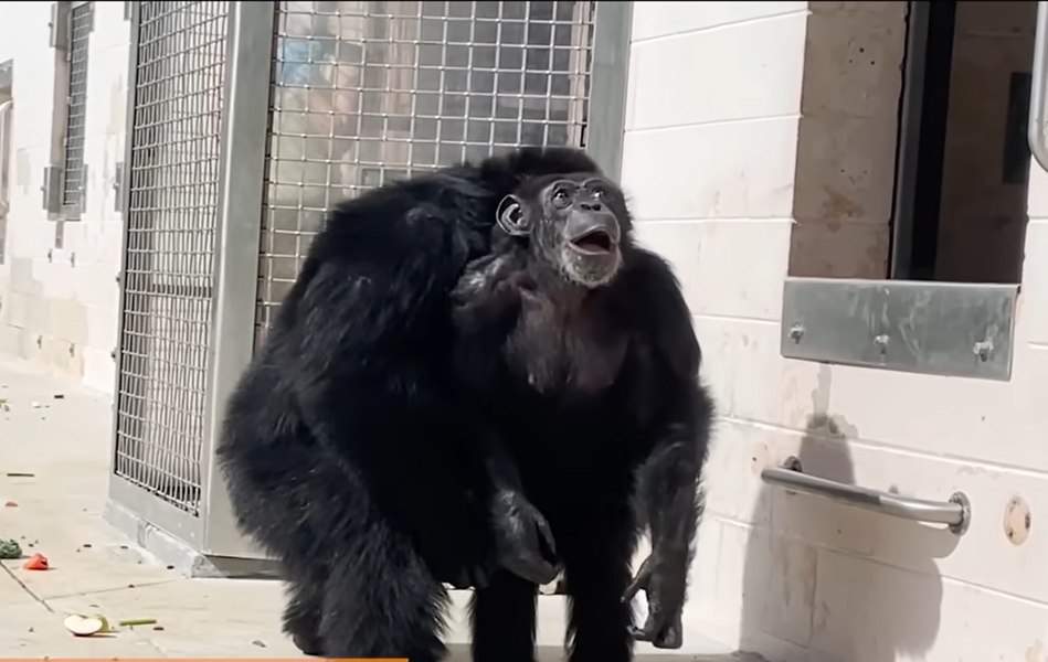 Momentul impresionant când un cimpanzeu pe care se făceau teste în laborator vede pentru prima dată cerul VIDEO 
