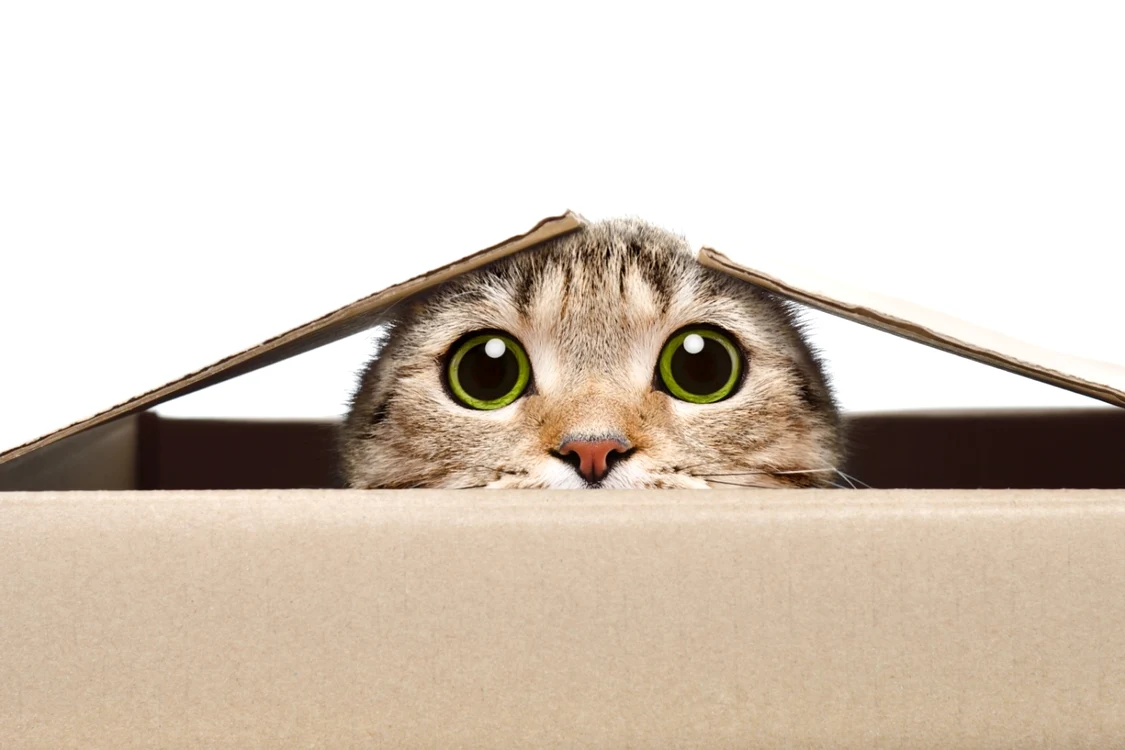 FOTO: Shutterstock