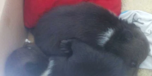 Ursuleţii au fost abandonaţi de mama lor