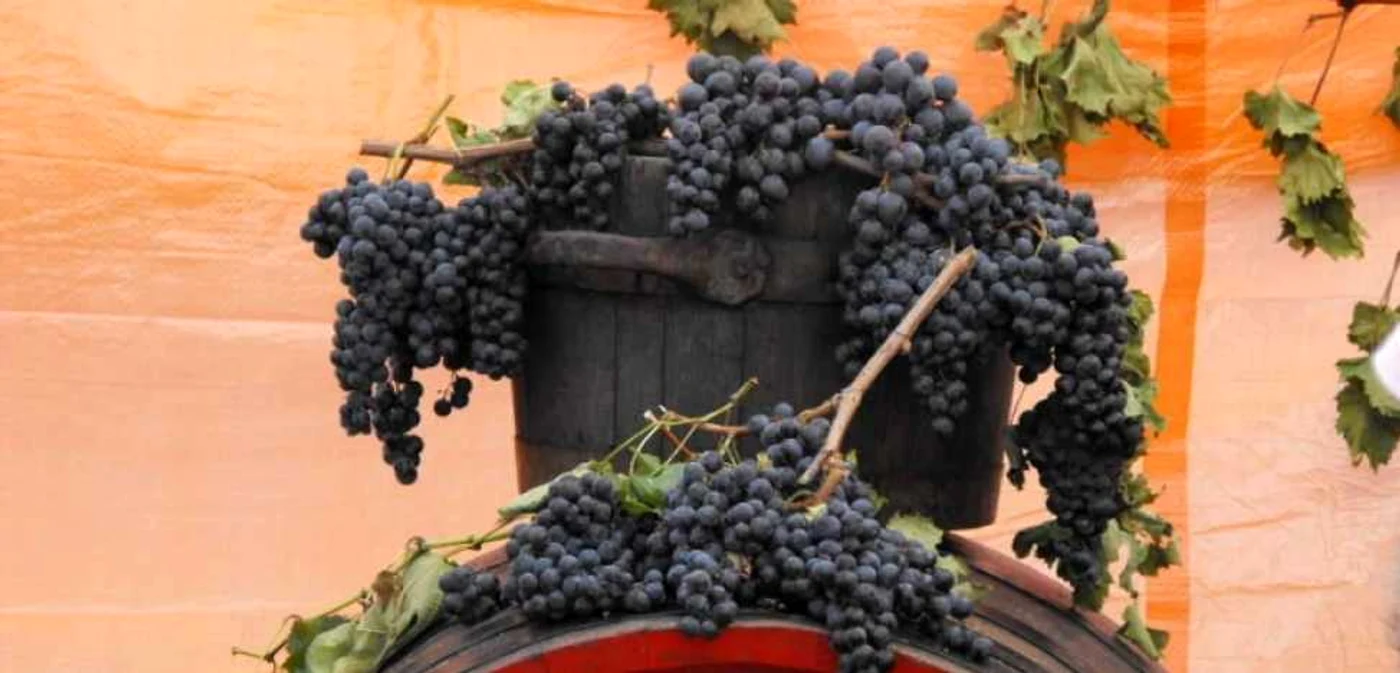 Cel mai vechi vin din România. Vestitul vin roşu de tip Aszu, din soiul Cadarcă, a fost produs pentru prima dată în zona Miniş, în anul 1744. FOTO skytrip.ro