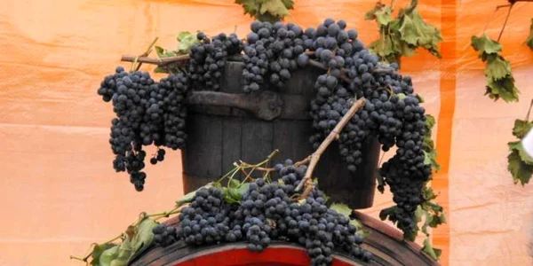 cel mai vechi vin din romania 