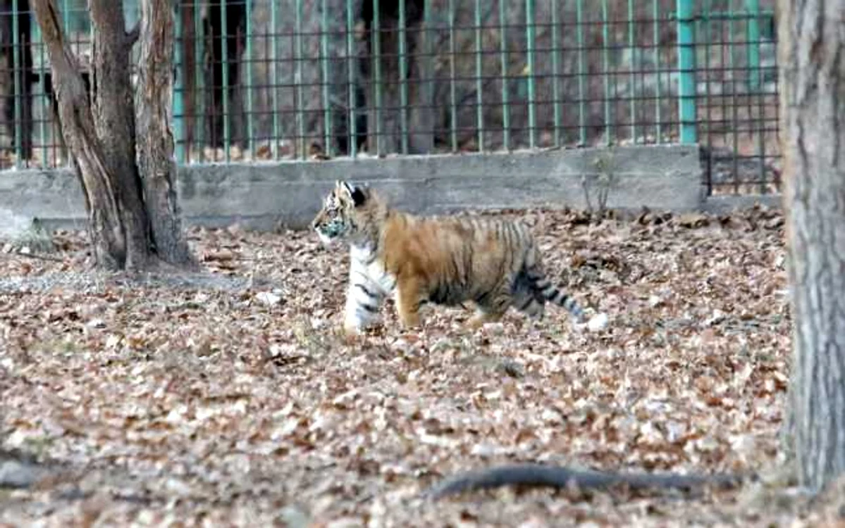 Numele puiului va fi ales prin vot FOTO: Primăria Piteşti