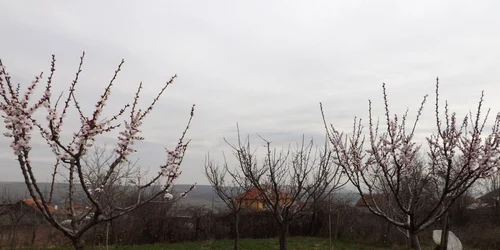 caisi infloriti in satul magheru- mehedinti FOTO Corina Macavei 