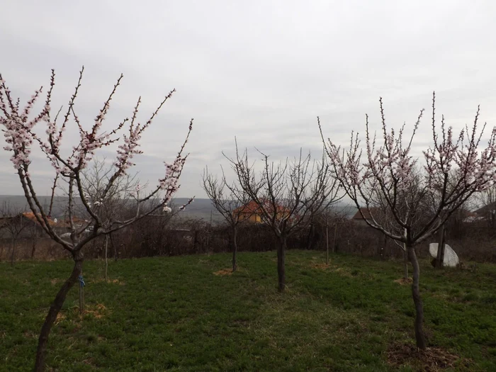 Caişii înfloriţi în livada unui localnic din satul Magheru FOTO Corina Macavei