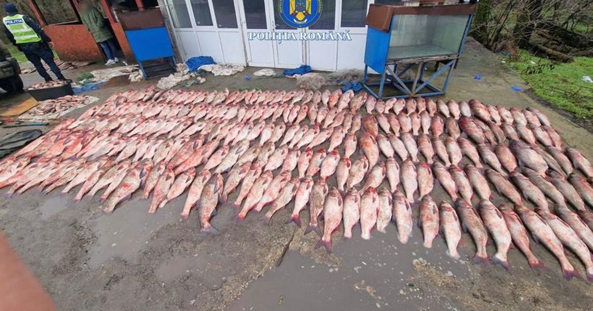 Peste o tonă de pește prins ilegal în Teleorman, cu șofer cu numere false la mașină