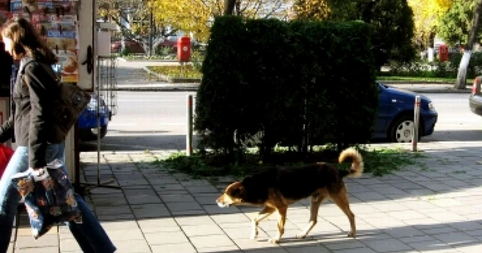 Mureşenii care vor să-şi recupereze patrupedul vor achita 100 de lei