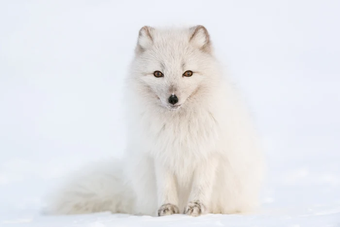 Vulpe polară, fotografiată de Morten Hilmer