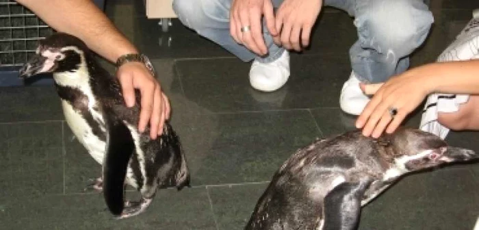 Constanta: Pinguinii, musafiri la „Adevărul de Seară“ (GALERIE FOTO)