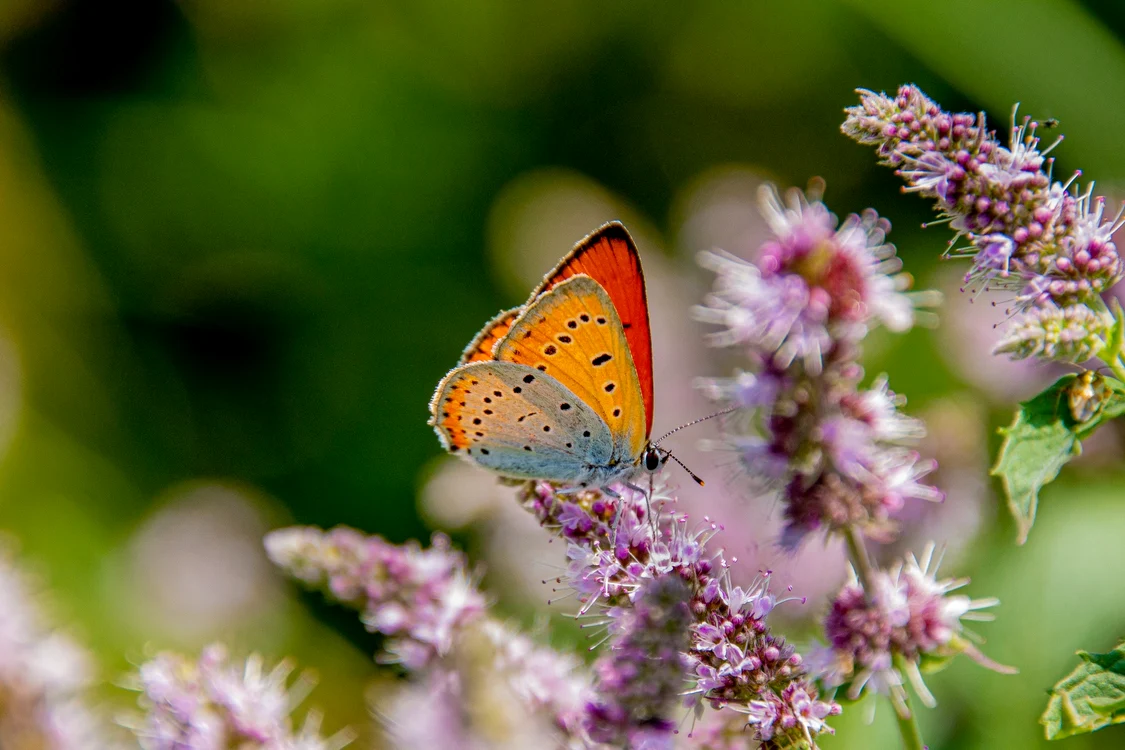 Fluturele roșu de mlaștină Foto: Parcul Natural Grădiștea Muncelului 