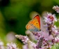 Lycaena dispar, Foto Parcul Natural Grădiștea Muncelului Cioclovina 1 jpg