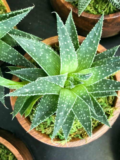 aloe jpg jpeg