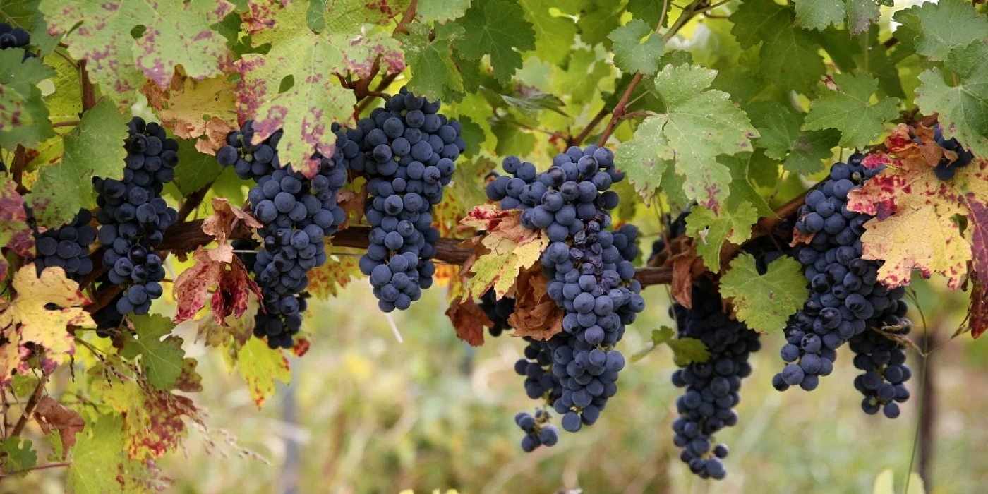 Sucul obţinut din struguri, o băutură delicioasă FOTO gradinavesela.ro