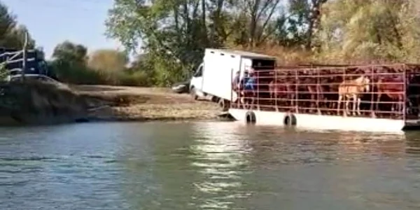 Cai transportati cu gabara in delta foto ARCA jpeg
