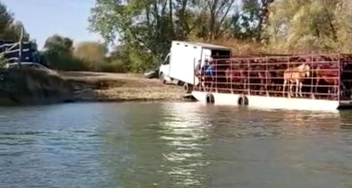 Cai transportați cu gabaraua în Delta Dunării FOTO: ARCA (2022)