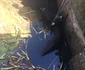 Imagini cu taurul salvat din bazinul cu apă din Creţeni - Vâlcea Foto ISU Vâlcea