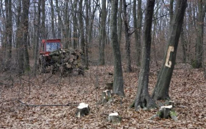 Prinşi la furat de lemne