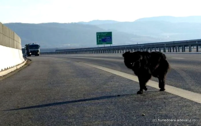 Câinele a intrat pe autostradă printr-o secţiune ruptă a gradului de protecţie: Foto: arhivă Adevărul