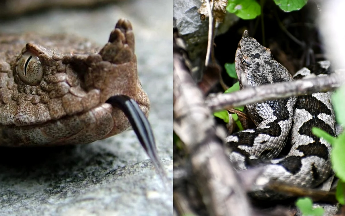 Vipera cu corn în Măgurile Băiței. Foto: Alexandru Cornel / Claudia Danău, Eco Edu Natura. 