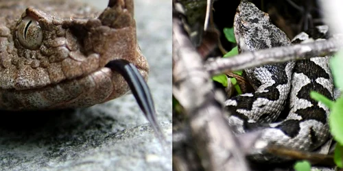 Vipera cu Corn in Magurile Băiței  Foto Alexandru Cornel si Claudia Danău Eco Edu Natura jpg