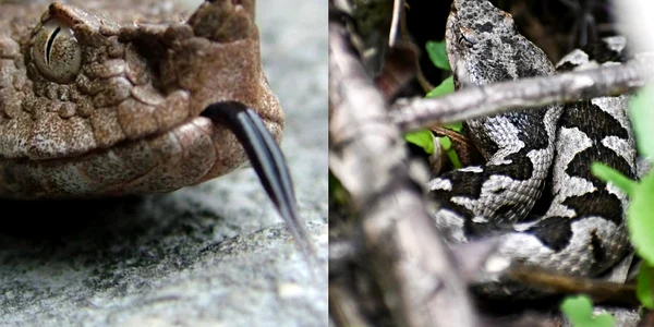 Vipera cu Corn in Magurile Băiței  Foto Alexandru Cornel si Claudia Danău Eco Edu Natura jpg
