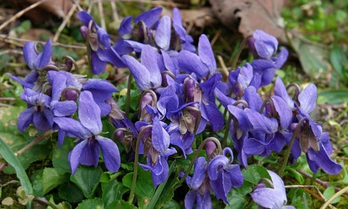 1 74146 original jpg jpeg