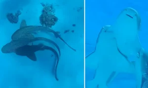 o partida in trei intre rechini a fost filmata pentru prima data motivul pentru care e considerata o descoperire uimitoare 1009975 jpg