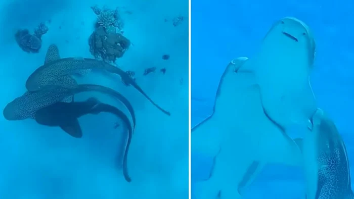 Rechinii, filmați cu două camere GoPro Hero 5 / captură video Youtube / USA Today