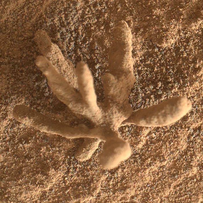 „Coralul” a fost surpins pe Marte de robotul Curiosity / Sursa foto: Profimedia