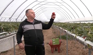 dumitru gal cioban afacere captura video jpg