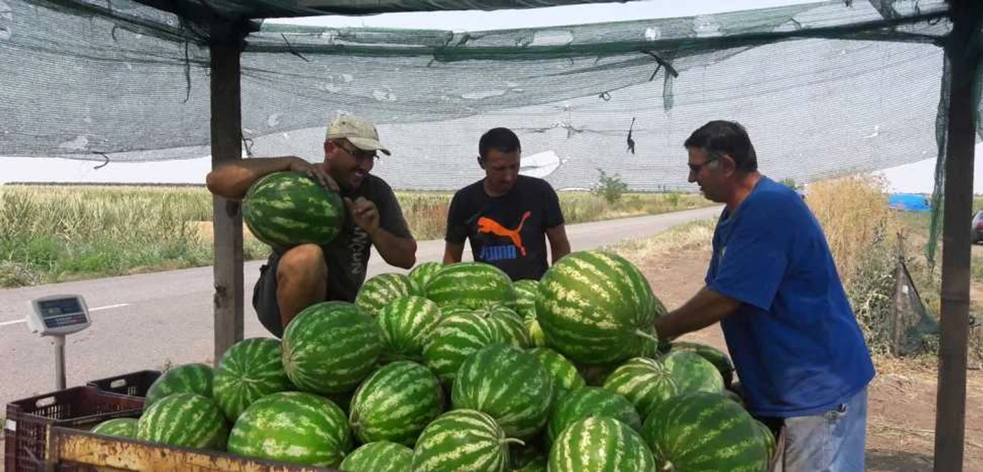 A început sezonul lubeniţei de Gottlob FOTO Ştefan Both
