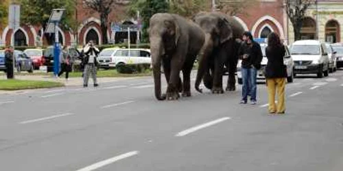 Mandra şi Rany, doi elefanţi indieni, au defilat astăzi prin centrul oraşului