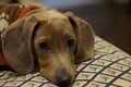 dog 847048 1920 jpg