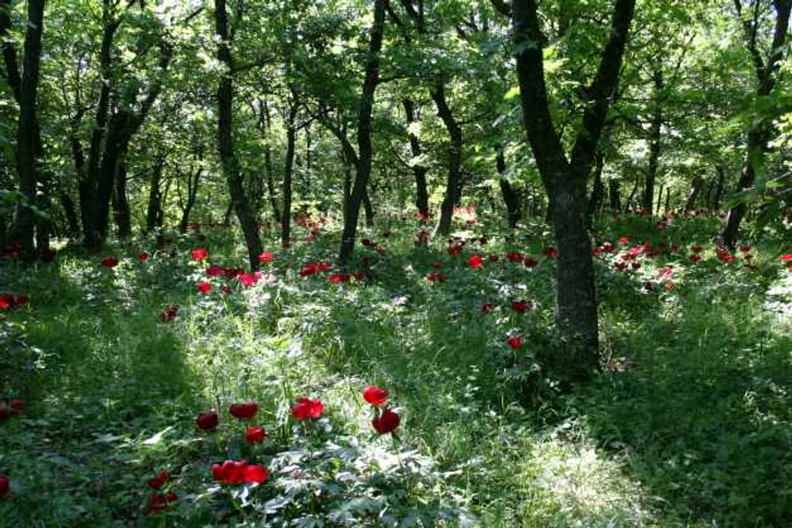 paduri tulcea
