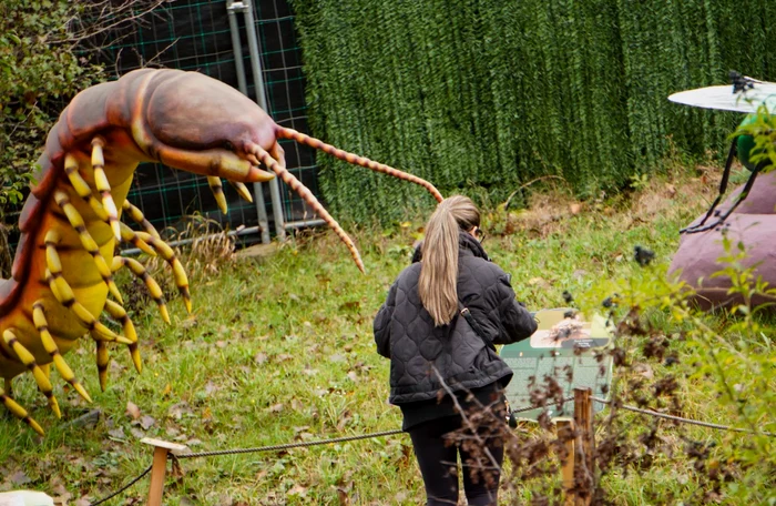 Imagine cu insectele gigant / foto: Tiberiu Irimia