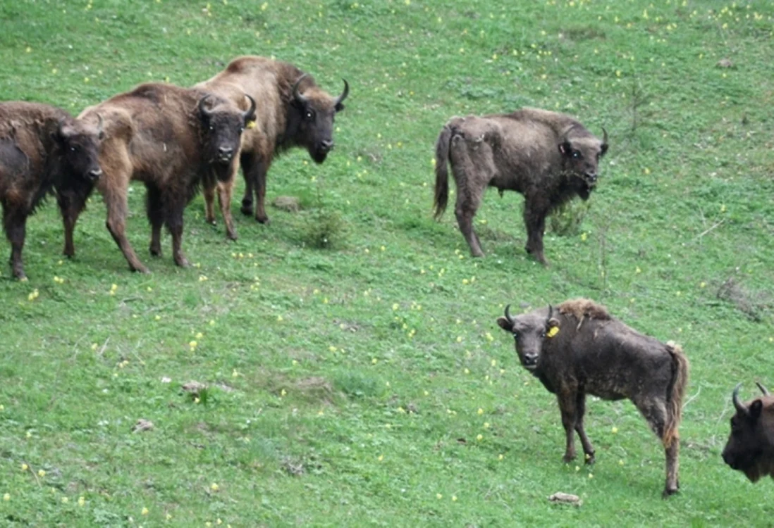 Turiştii pot vedea din nou zimbri în Rezervaţia Slivuţ - Haţeg.