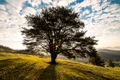 meadow 338211 1280 jpg