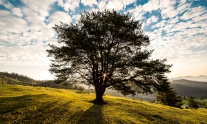 meadow 338211 1280 jpg