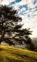 meadow 338211 1280 jpg