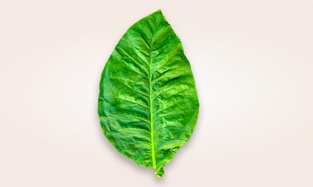 Produsele fără fum – o alternativă la continuarea fumatului