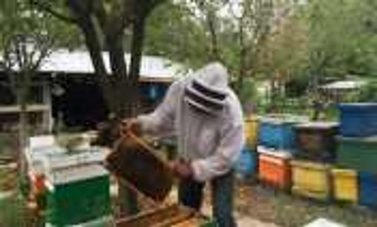 Apicultorii din Dolj se plâng că nu au făcut producţie anul aesta mai deloc 