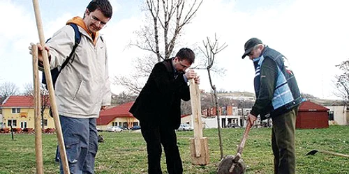 Pomii vor fi plantaţi în toate spaţiile verzi