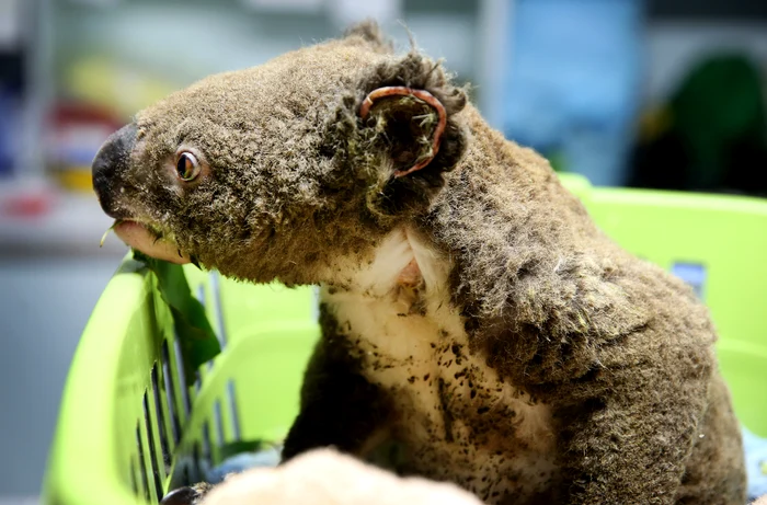 8.000 de ursuleţi koala  au fost arşi de vii pentru  că nu au putut fugi din  calea dezastrului
