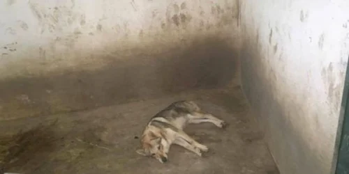 Oamenii legii îi caută pe stăpânii lupului