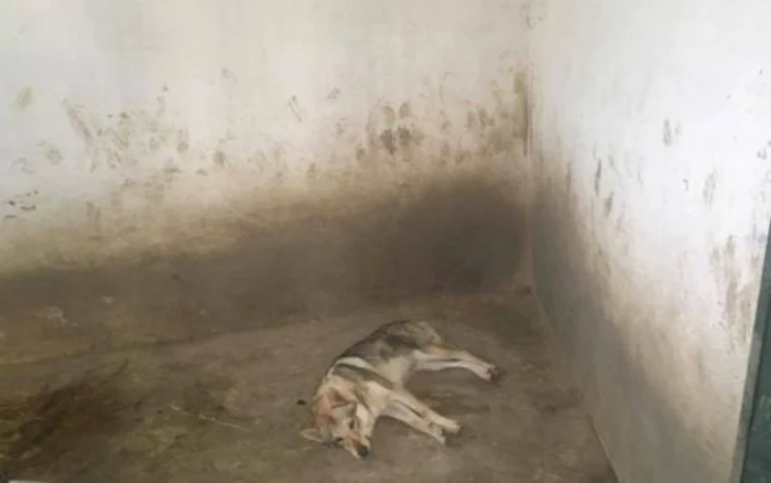 Oamenii legii îi caută pe stăpânii lupului