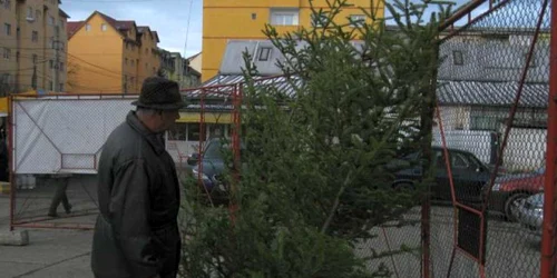Brazii de Crăciun din Sibiu au preţuri acceptabile